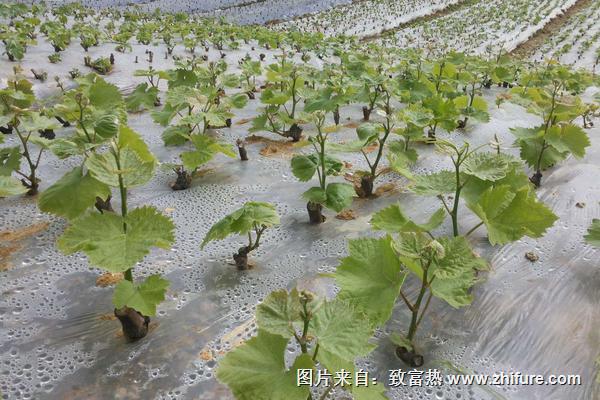 夏季黑葡萄种植技术