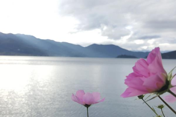 介绍农村野生植物竹灵芝的功效及人工种植前景