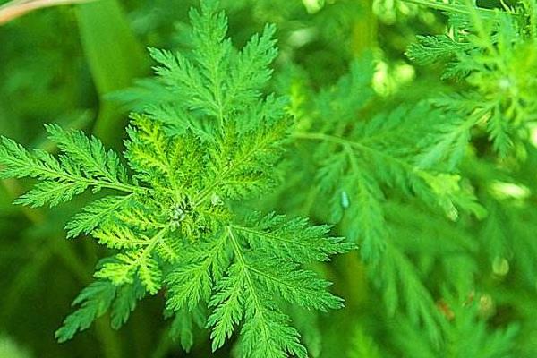 菊科蒿有哪些常见类型?价格是多少?各有什么特点