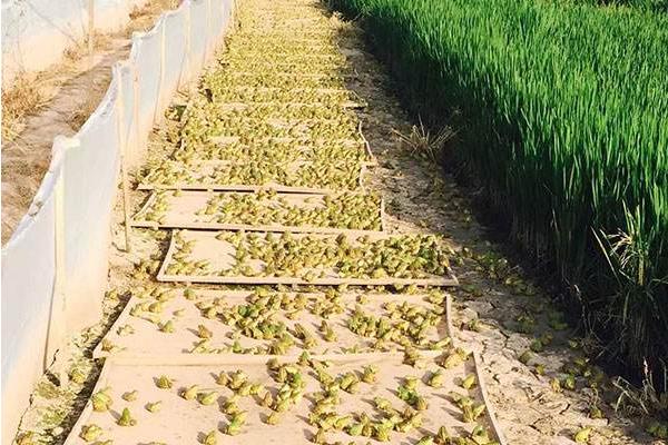 养鸡有哪些注意事项