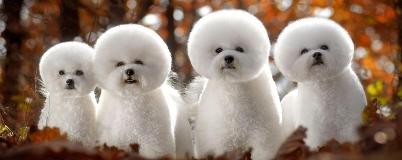 犬瘟热的最初症状是什么