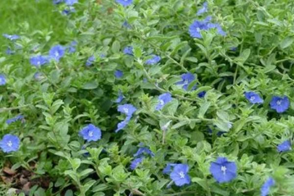 龙眼卷叶蛾的防治方法