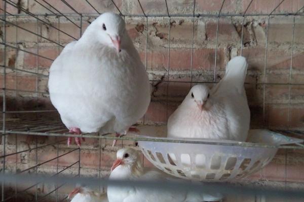 饲养肉鸽的前景好吗？肉鸽养殖效益如何