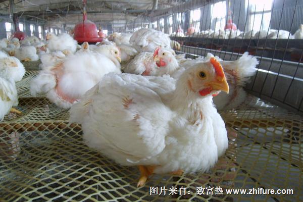 肉鸡养殖技术