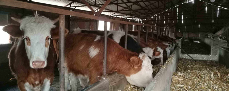 有哪些优秀的肉牛品种？介绍了13种肉牛的体型和生产性能