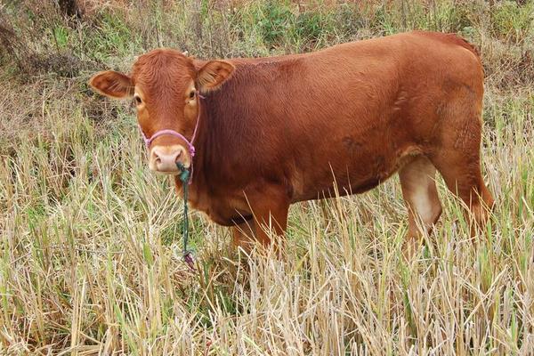 如何降低肉牛养殖成本？养100头肉牛的利润和成本分析