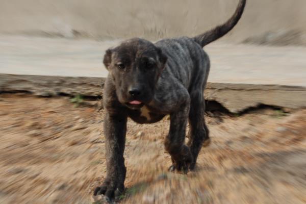 一只坎高犬多少钱