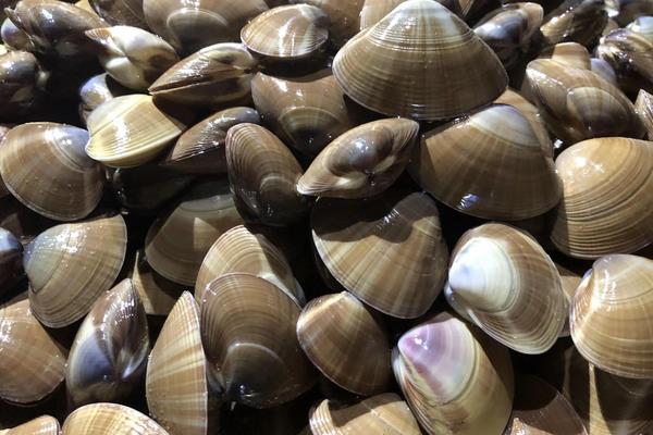 沙蛤产地在哪里？怎样吐沙才干净