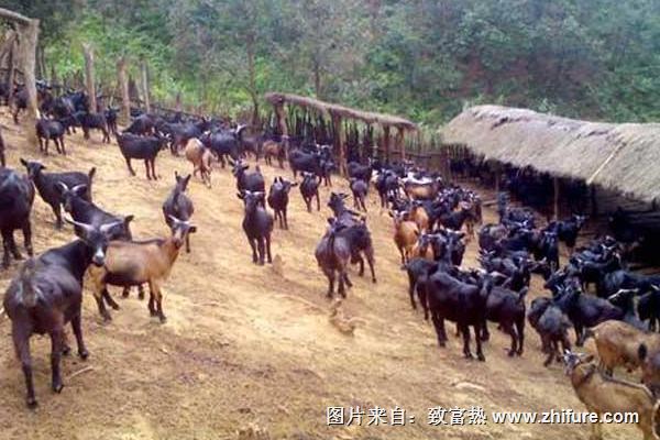 秋季山羊管理要点