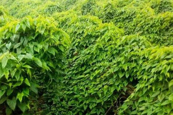 多久浇一次山药水