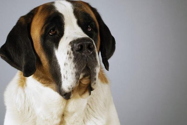 圣伯纳犬容易饲养吗