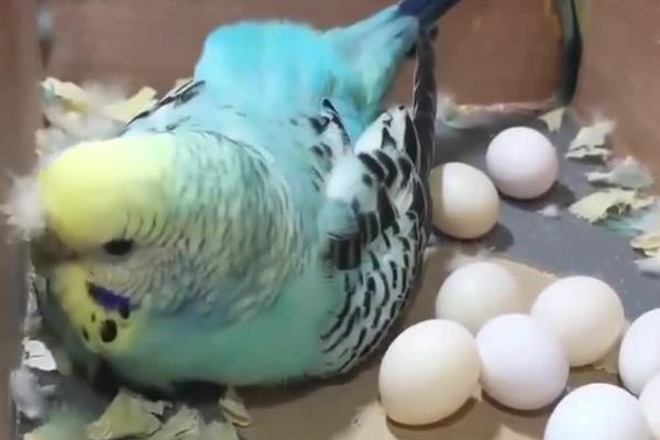 绣眼多大可生蛋