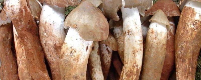 有哪些珍贵的食用菌？十大珍贵菌类排名介绍