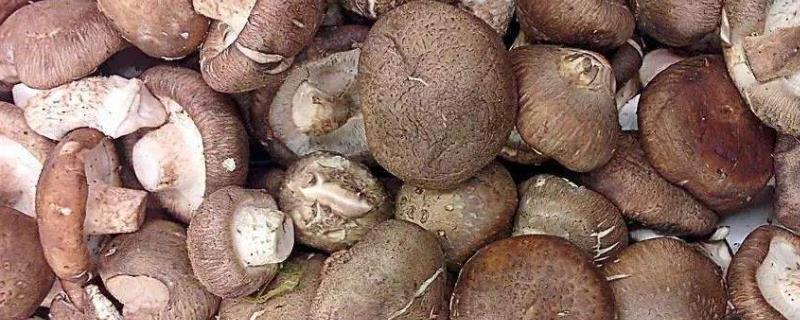 介绍食用菌的常见类型