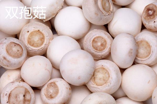 双孢蘑菇一斤多少钱？种植前景如何？(附种植要点)