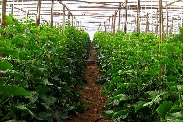 野菜品种常见于三月