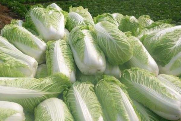 新手卖菜需要注意什么