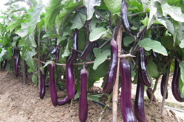 12月份有哪些季节性蔬菜？附品种介绍