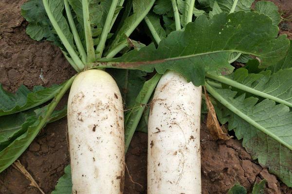 这些种植周期短、收获快的农村蔬菜，最适合秋季种植