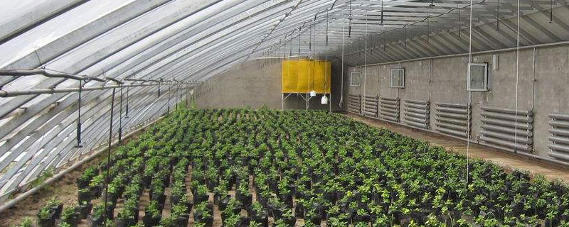 一斤鲜沙葱多少钱？种植前景如何？(附沙葱种植要点)