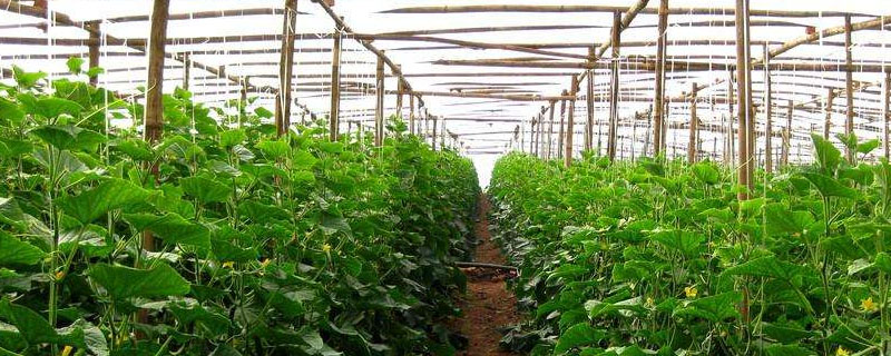 夏季蔬菜品种大全