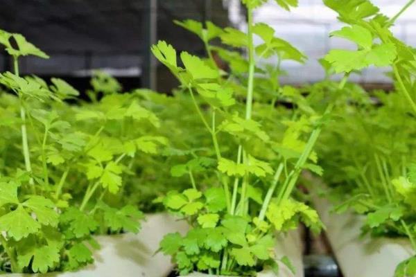 在农村种植什么蔬菜有前景？这些不仅罕见的食用价值也很高