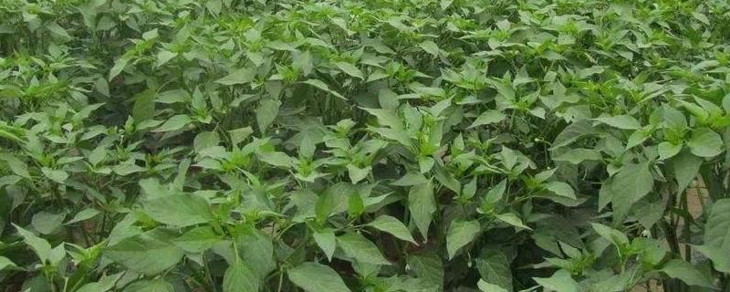 蔬菜有哪些常见品种