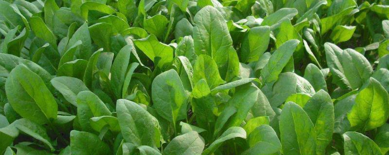 菜心的种植方法