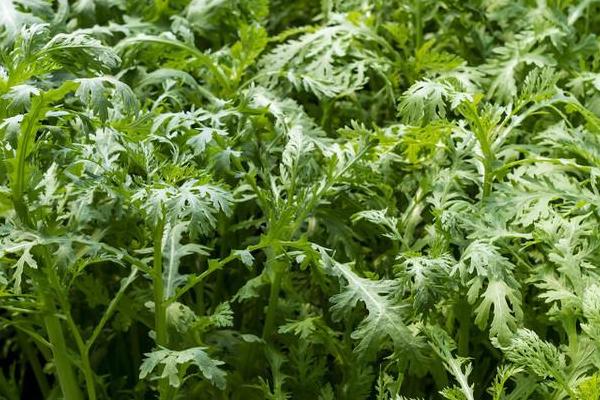 香芋一斤多少钱？哪里生产的最好