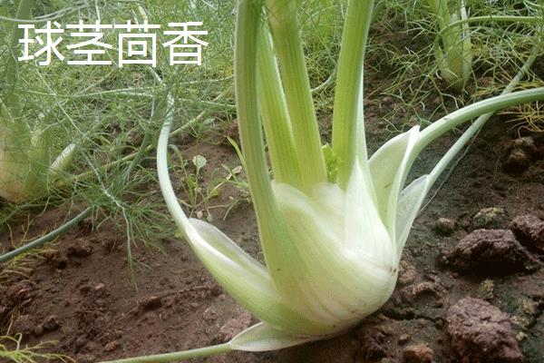 早春种什么蔬菜效益好