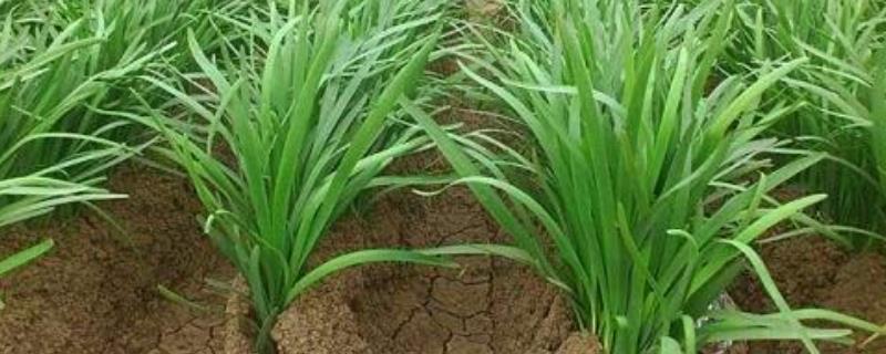 种植西兰花的时间