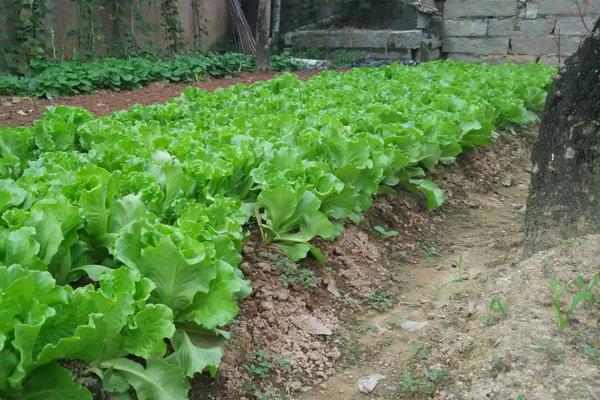 如何施肥豆类蔬菜