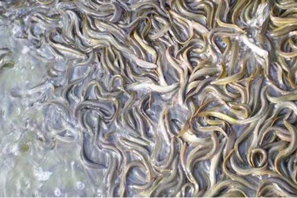 水产养殖什么利润高？这五类项目值得考虑