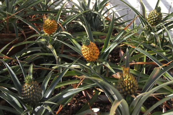 一斤黑桃多少钱？种植前景如何