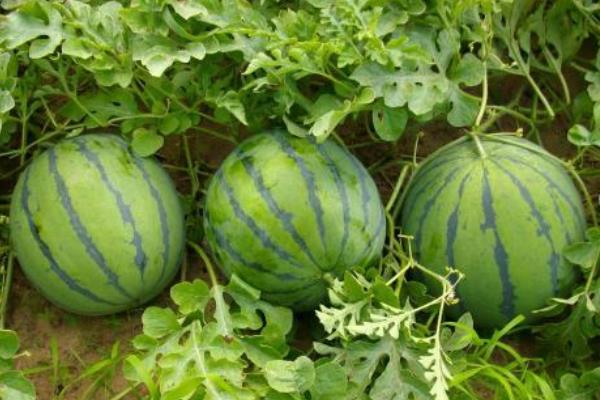 在农村种植什么水果有益？这四种特色水果值得推荐