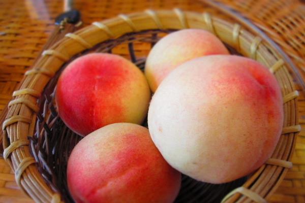 阳山水蜜桃一斤多少钱？什么时候成熟上市
