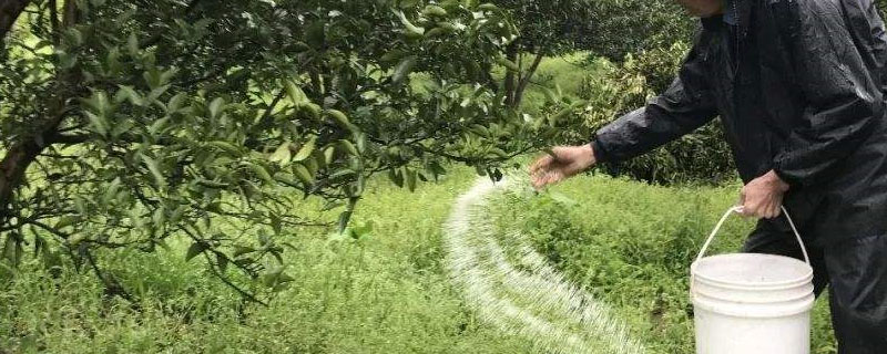 一棵侧柏苗多少钱？育苗方法怎么做