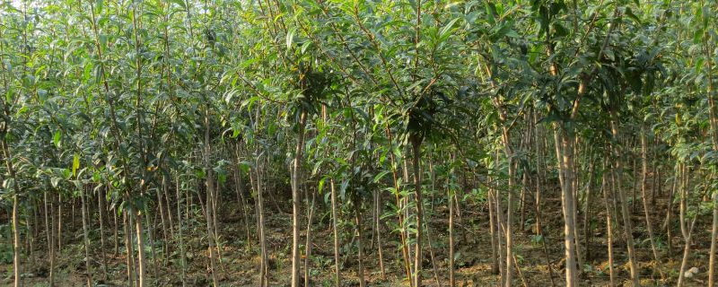 文冠果树苗木市场价格如何？一棵树多少钱？如何种植文冠果树