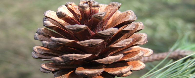 种植松子能结果多久