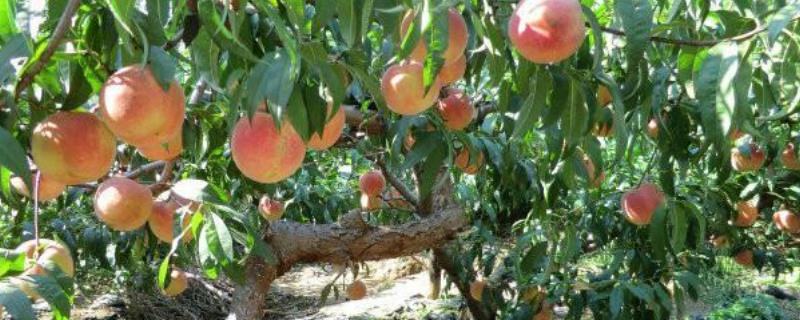 桃子属于什么样的水果？有哪些功效和作用