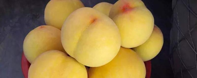 晚熟桃子有哪些品种？它们什么时候成熟