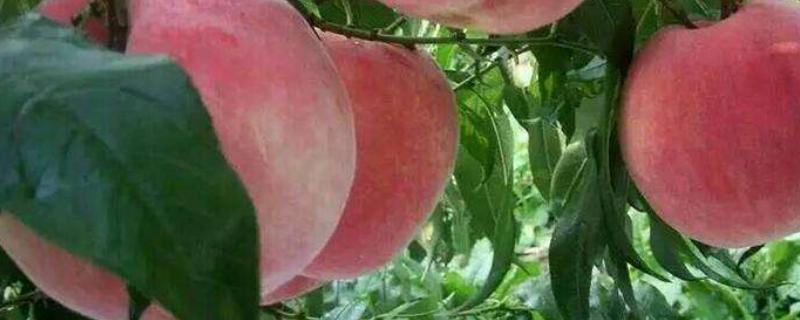 桃李是什么季节的水果？吃桃子和李子的注意事项是什么