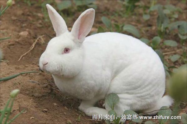 獭兔养殖前景如何？100只獭兔养殖利润分析