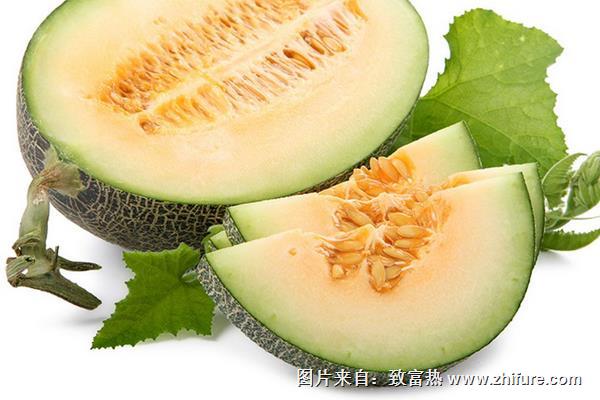 北镇翠宝甜瓜收购价一斤多少钱？种植前景如何
