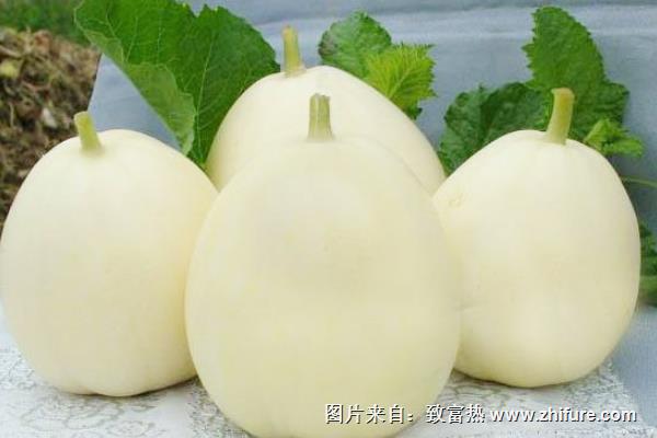羊角蜜甜瓜籽能吃吗？羊角蜜甜瓜何时成熟上市