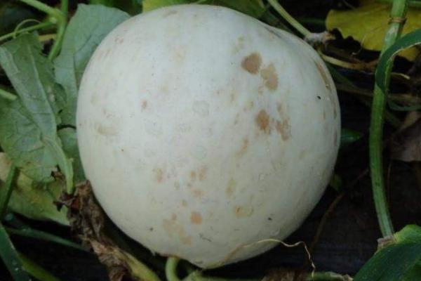 东方蜜种植注意事项