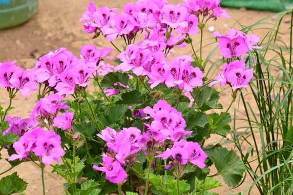 种子价格及种植方法