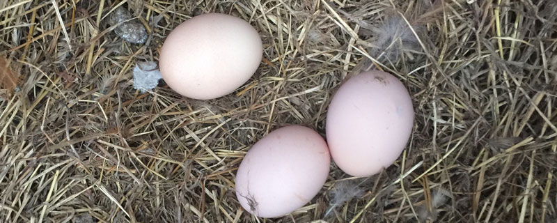 鸡蛋有哪些常见品种？营养价值如何