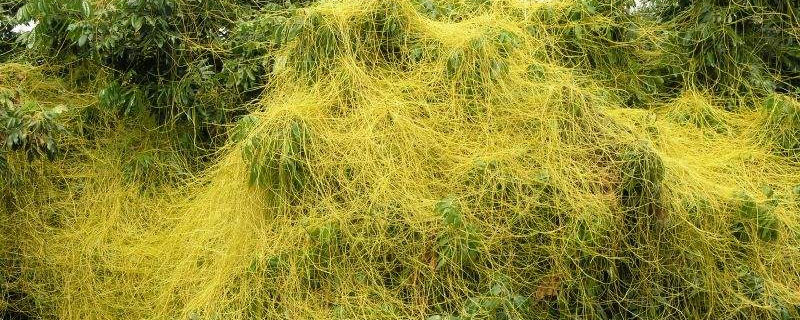 菟丝子种太密怎么办