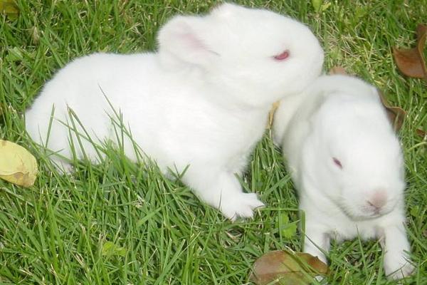 今年养兔还赚钱吗？兔子养殖前景分析